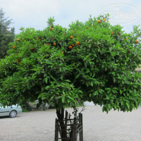 фото из отзыва ID 1508217