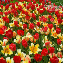 фото из отзыва ID 1500566