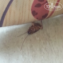 фото из отзыва ID 1510167