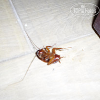 фото из отзыва ID 1511154