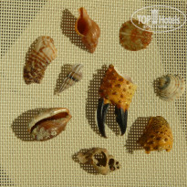 фото из отзыва ID 1512113