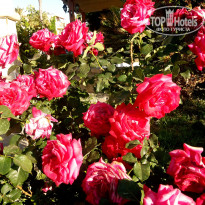 фото из отзыва ID 1512416