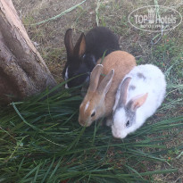 фото из отзыва ID 1512518