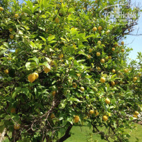 фото из отзыва ID 1513085