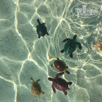 фото из отзыва ID 1513354