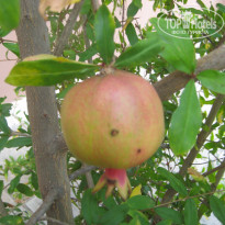 фото из отзыва ID 1513570