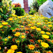 фото из отзыва ID 1510860