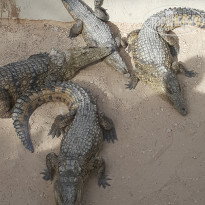 фото из отзыва ID 1513695