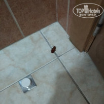 фото из отзыва ID 1515388