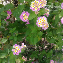 фото из отзыва ID 1515479