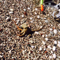 фото из отзыва ID 1515675