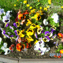 фото из отзыва ID 1515522