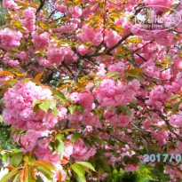 фото из отзыва ID 1515522