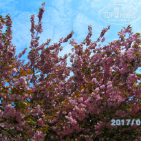 фото из отзыва ID 1515522