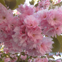 фото из отзыва ID 1515522