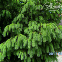 фото из отзыва ID 1515522