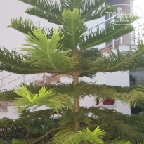 фото из отзыва ID 1516077