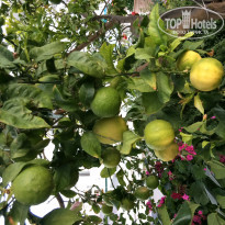 фото из отзыва ID 1516497