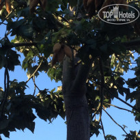 фото из отзыва ID 1517127