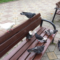 фото из отзыва ID 1517885