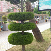 фото из отзыва ID 1516132