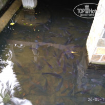 фото из отзыва ID 1519072