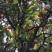 фото из отзыва ID 1519216