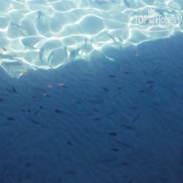 фото из отзыва ID 1518440