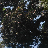 фото из отзыва ID 1518504