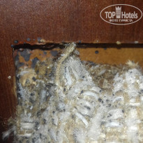 фото из отзыва ID 1521024