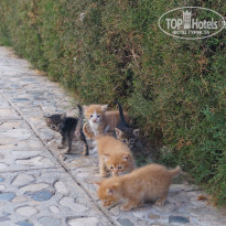 фото из отзыва ID 1521176