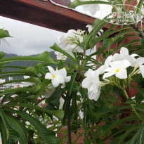 фото из отзыва ID 1521703