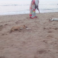 фото из отзыва ID 1522069