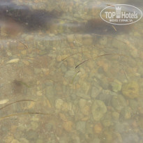 фото из отзыва ID 1523038