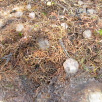 фото из отзыва ID 1523038