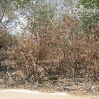 фото из отзыва ID 1523038