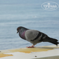 фото из отзыва ID 1524847