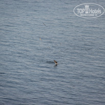 фото из отзыва ID 1524847