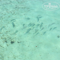 фото из отзыва ID 1524849