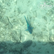 фото из отзыва ID 1524849