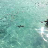 фото из отзыва ID 1524849