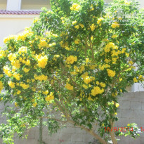 фото из отзыва ID 1525204