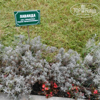 фото из отзыва ID 1525956