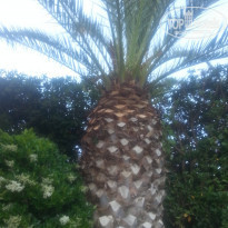 фото из отзыва ID 1526609