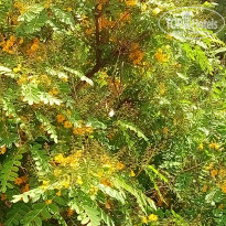 фото из отзыва ID 1527594