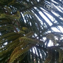 фото из отзыва ID 1528401