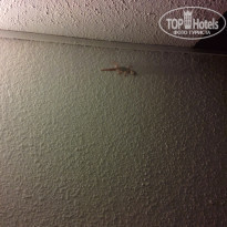 фото из отзыва ID 1529479