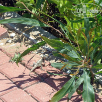 фото из отзыва ID 1528500