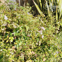 фото из отзыва ID 1525956