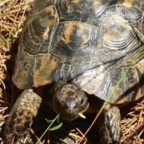 фото из отзыва ID 1525013